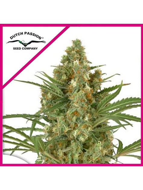 Snow Bud Fem -Dutch Passion X3+1 2