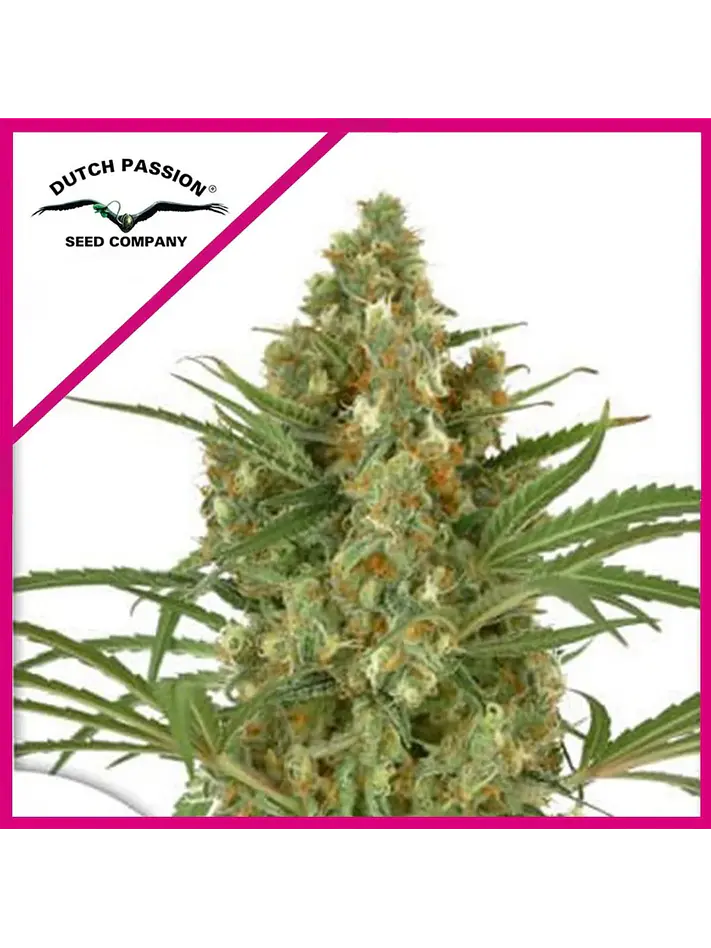 Snow Bud Fem -Dutch Passion X3+1 2