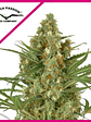 Snow Bud Fem X3-Dutch Passion - Miniatura 1