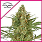 Snow Bud Fem -Dutch Passion X3+1 - Miniatura 2