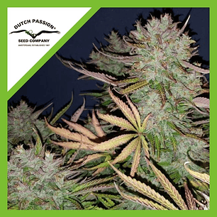 THINK BIG AUTO X3-DUTCH PASSION