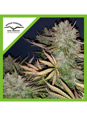 THINK BIG AUTO X3-DUTCH PASSION 1