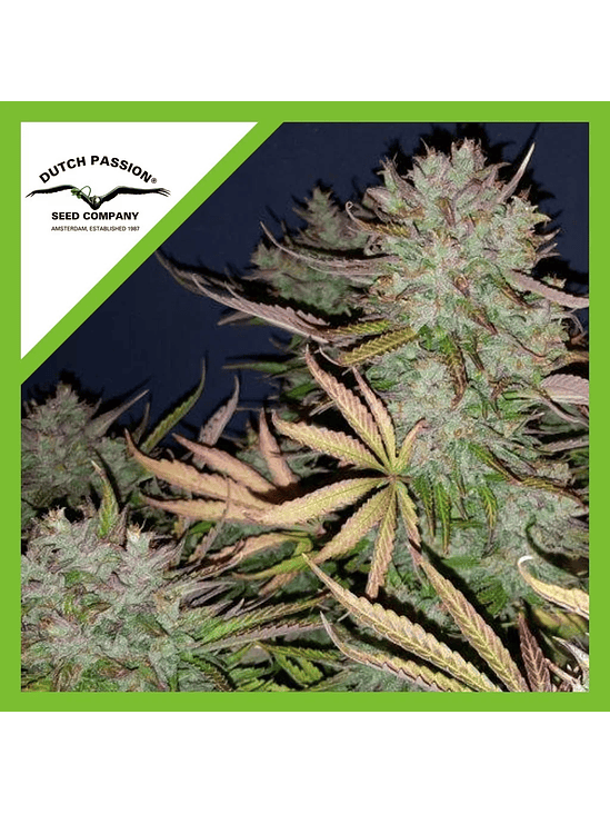 THINK BIG AUTO X3-DUTCH PASSION 1