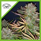 Think Big Auto -Dutch Passion X3+1 - Miniatura 2