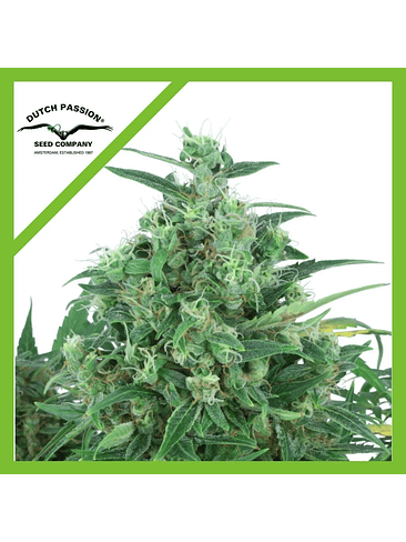 THINK DIFFERENT AUTO X3-DUTCH PASSION 1