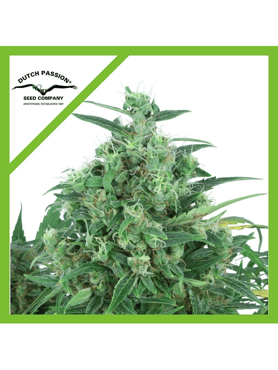 THINK DIFFERENT AUTO X3-DUTCH PASSION 1