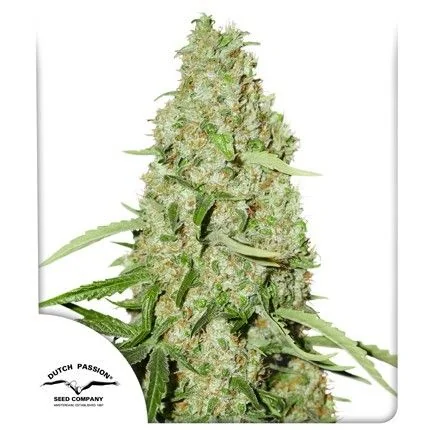 Think Fast Fem X3 2X1-Dutch Passion 1
