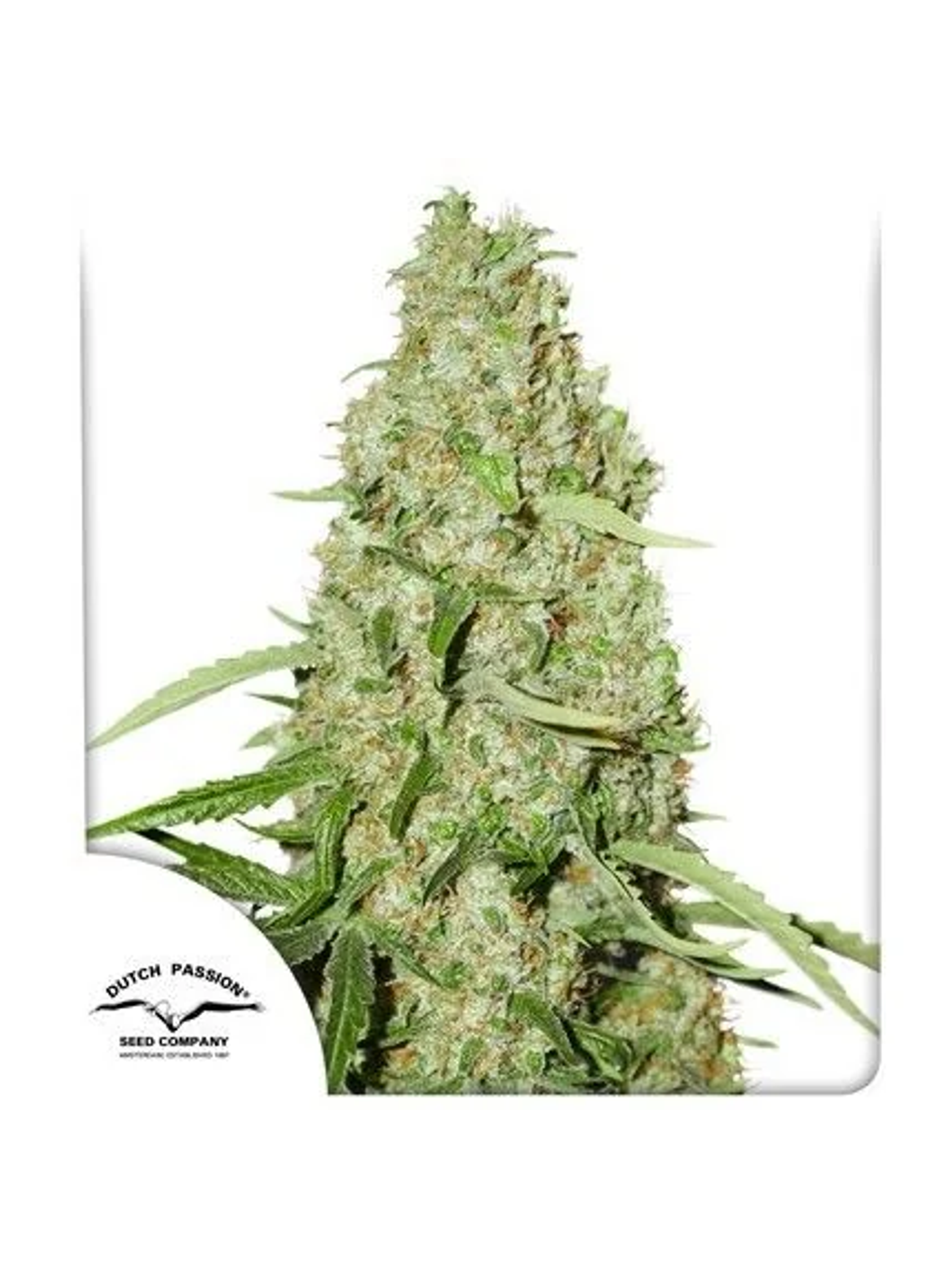 Think Fast Fem X3 2X1-Dutch Passion 1