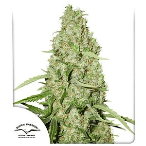 Think Fast Fem X3 2X1-Dutch Passion