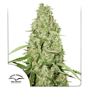 THINK FAST FEM X3 2X1-DUTCH PASSION