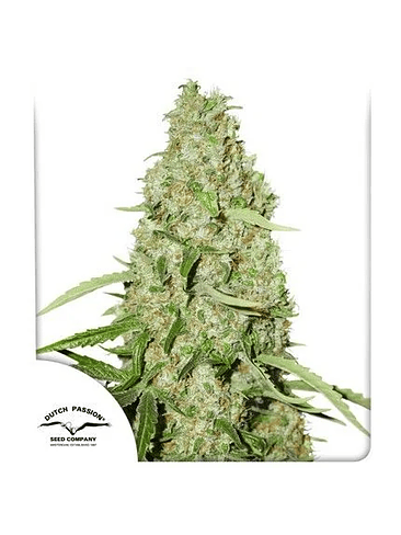 THINK FAST FEM X3 2X1-DUTCH PASSION 1