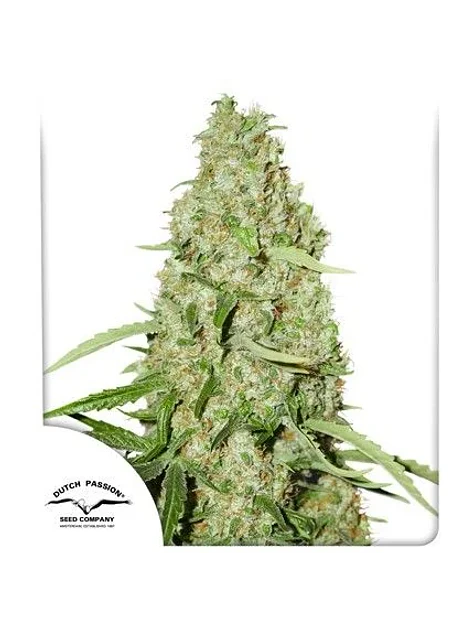 Think Fast Fem X3 2X1-Dutch Passion 1
