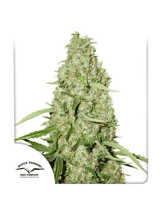 THINK FAST FEM X3 2X1-DUTCH PASSION 1