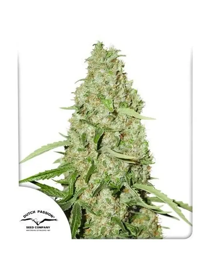 Think Fast Fem X3 2X1-Dutch Passion 1