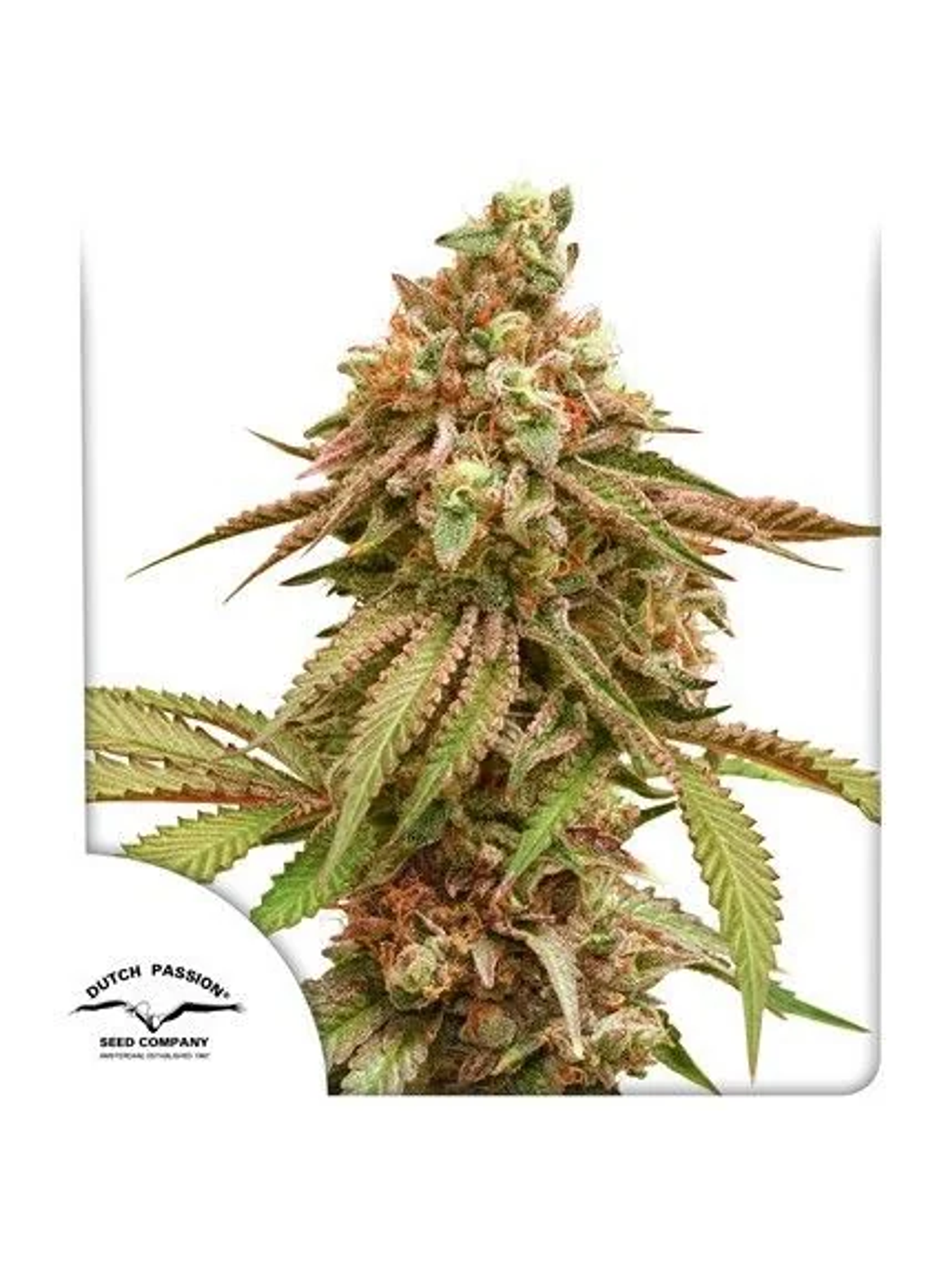 Tropical Tangie X3-Dutch Passion 1