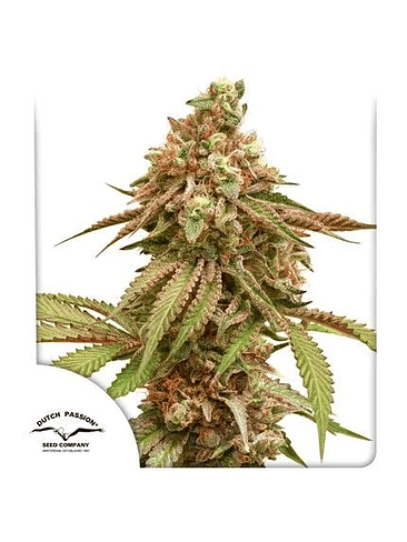 TROPICAL TANGIE X3-DUTCH PASSION 1