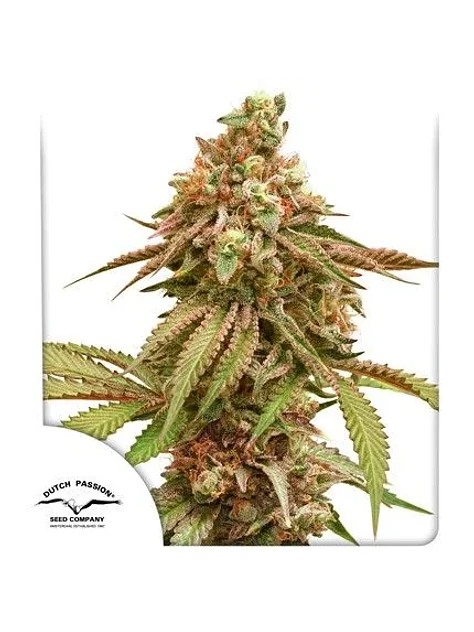 Tropical Tangie X3-Dutch Passion 1