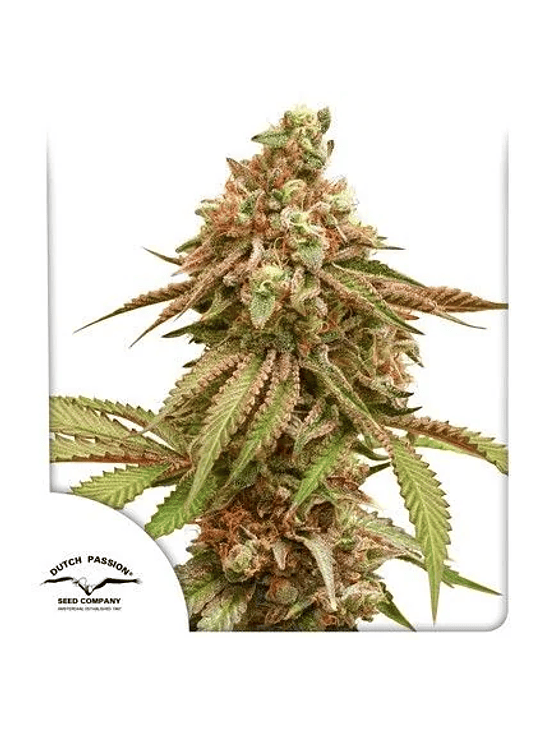 TROPICAL TANGIE X3-DUTCH PASSION 1