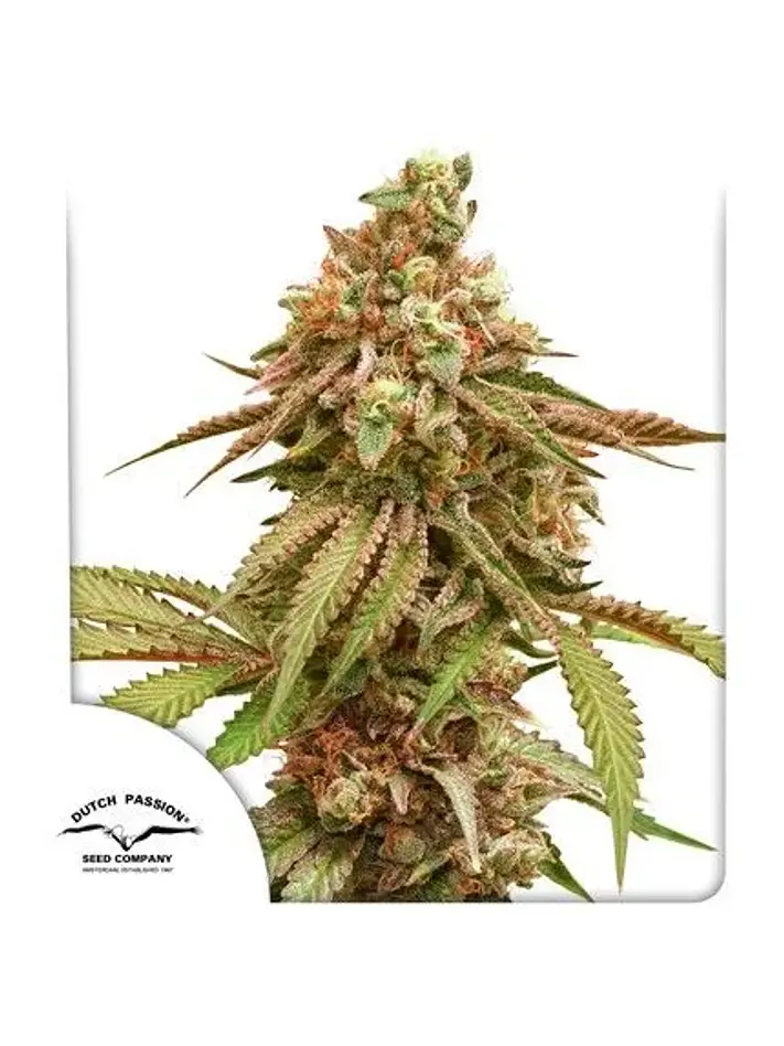 Tropical Tangie X3-Dutch Passion 1