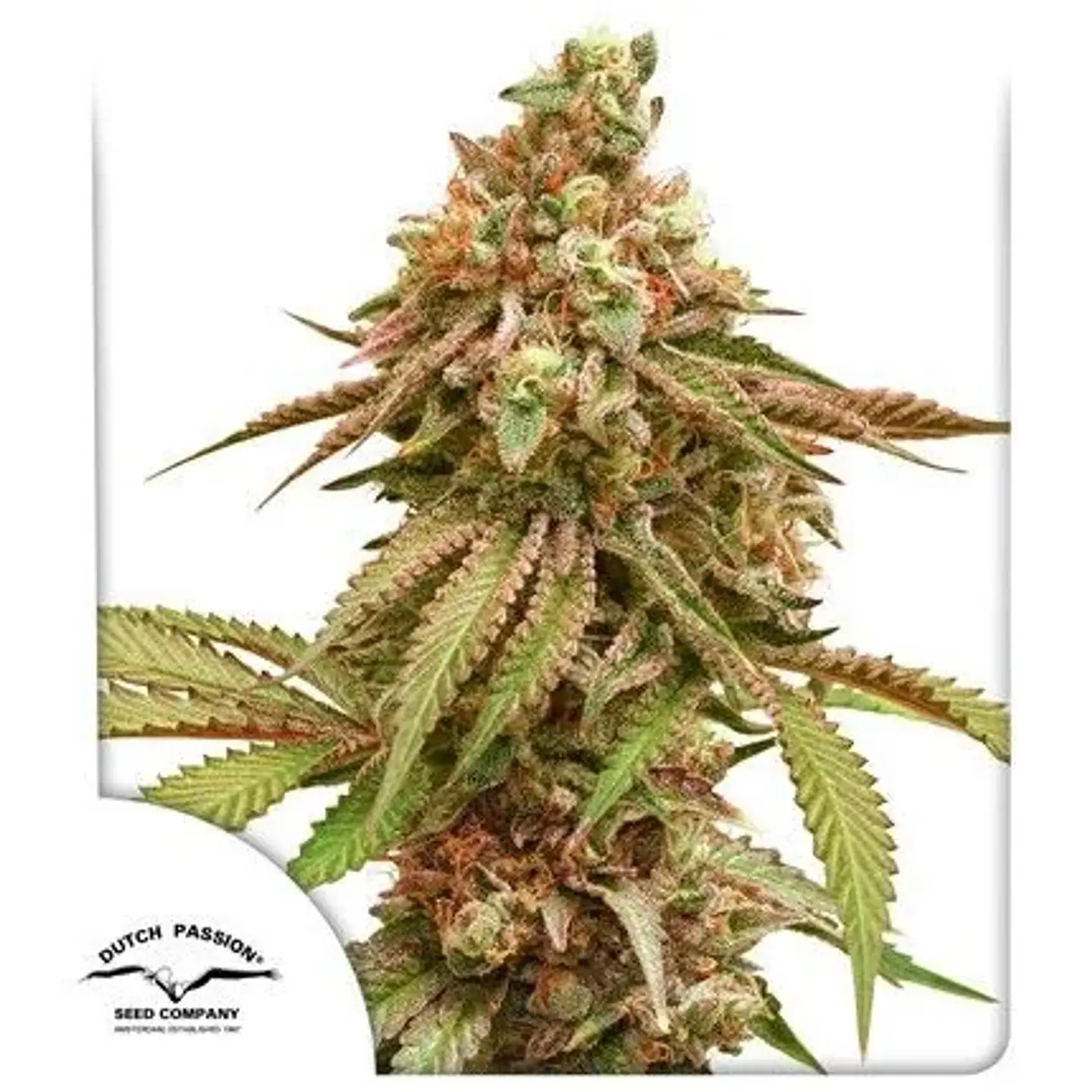 Tropical Tangie X3-Dutch Passion 1