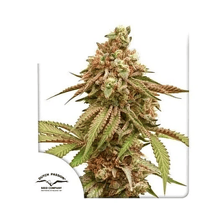 TROPICAL TANGIE FEM X3-DUTCH PASSION