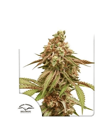 TROPICAL TANGIE FEM X3-DUTCH PASSION 1