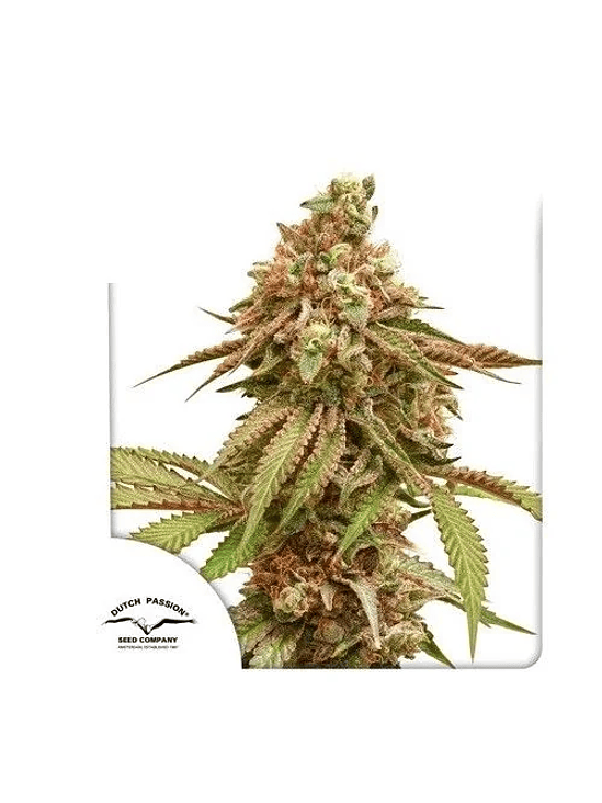 TROPICAL TANGIE FEM X3-DUTCH PASSION 1