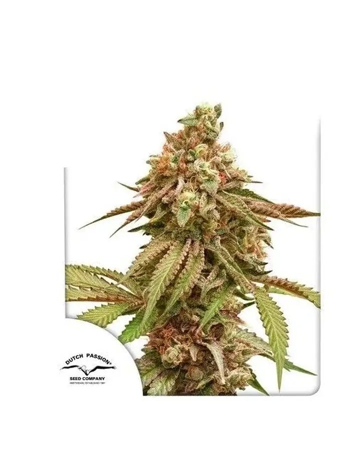 Tropical Tangie Fem -Dutch Passion X3+1 1