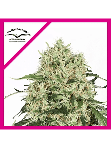 THE ULTIMATE FEM X3-DUTCH PASSION 1