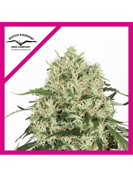 THE ULTIMATE FEM X3-DUTCH PASSION 1