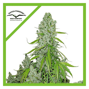 Ultimate Auto X7-Dutch Passion