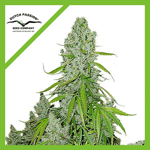 Ultimate Auto X3-Dutch Passion