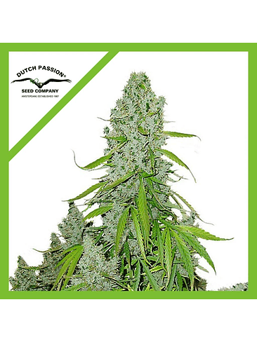 ULTIMATE AUTO X3-DUTCH PASSION 1