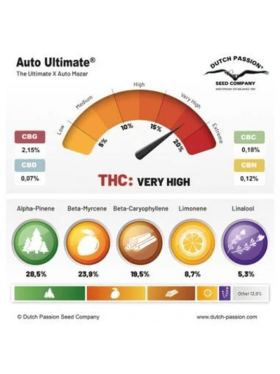 ULTIMATE AUTO X100-DUTCH PASSION 2