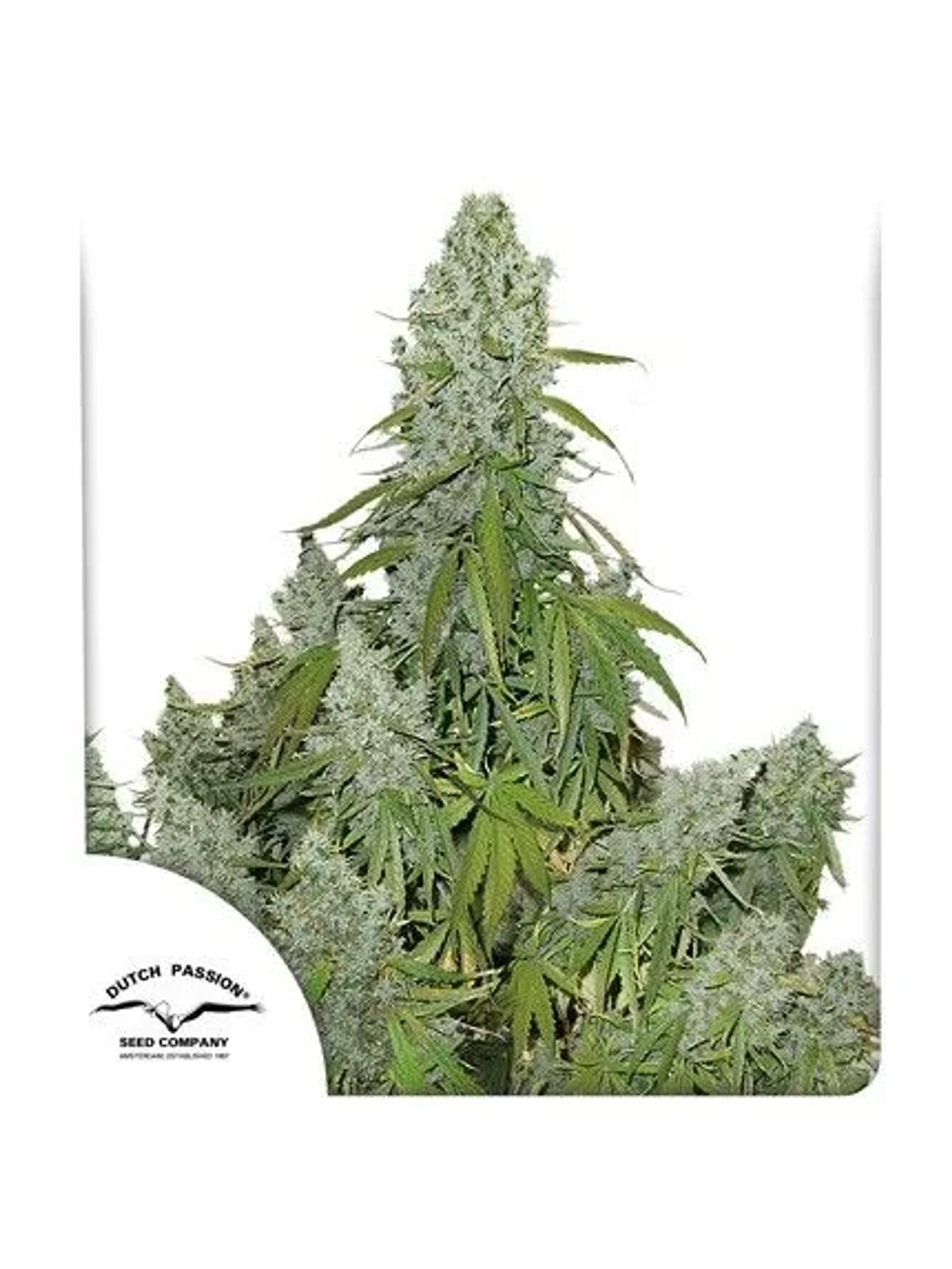 Ultimate Auto -Dutch Passion (X100/X7/X3/X3+1) 1