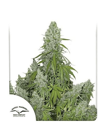 ULTIMATE AUTO X100-DUTCH PASSION 1