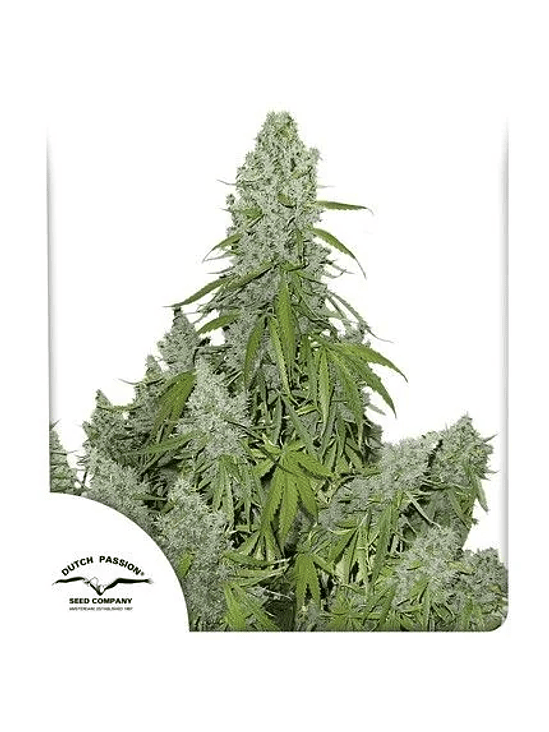 ULTIMATE AUTO X100-DUTCH PASSION 1