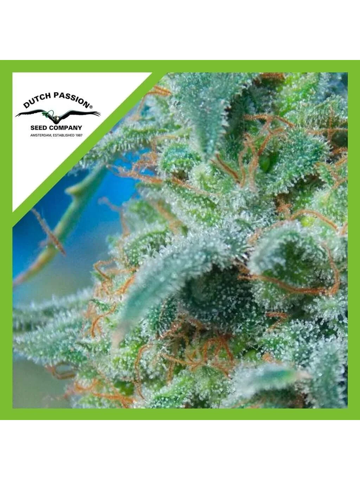 White Widow Auto -Dutch Passion (X3/X3+1) 1