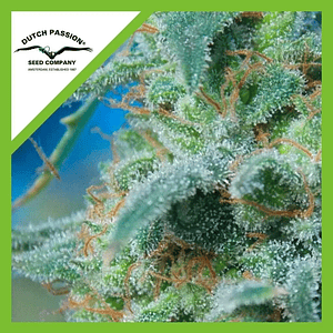 White Widow  Auto X3-Dutch Passion