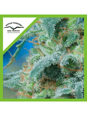 WHITE WIDOW  AUTO X3-DUTCH PASSION 1