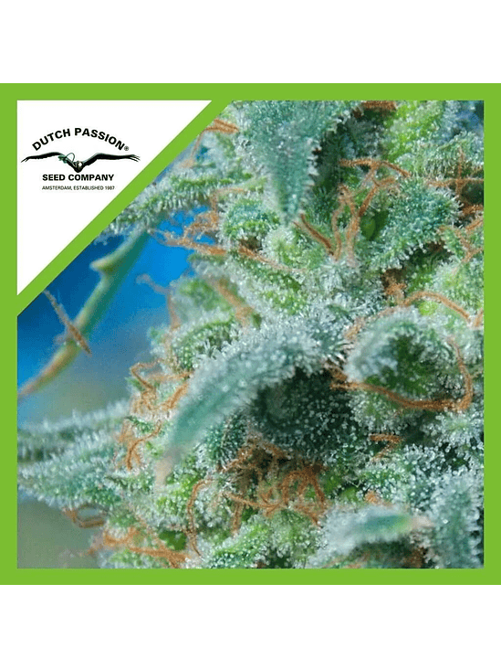 WHITE WIDOW  AUTO X3-DUTCH PASSION 1