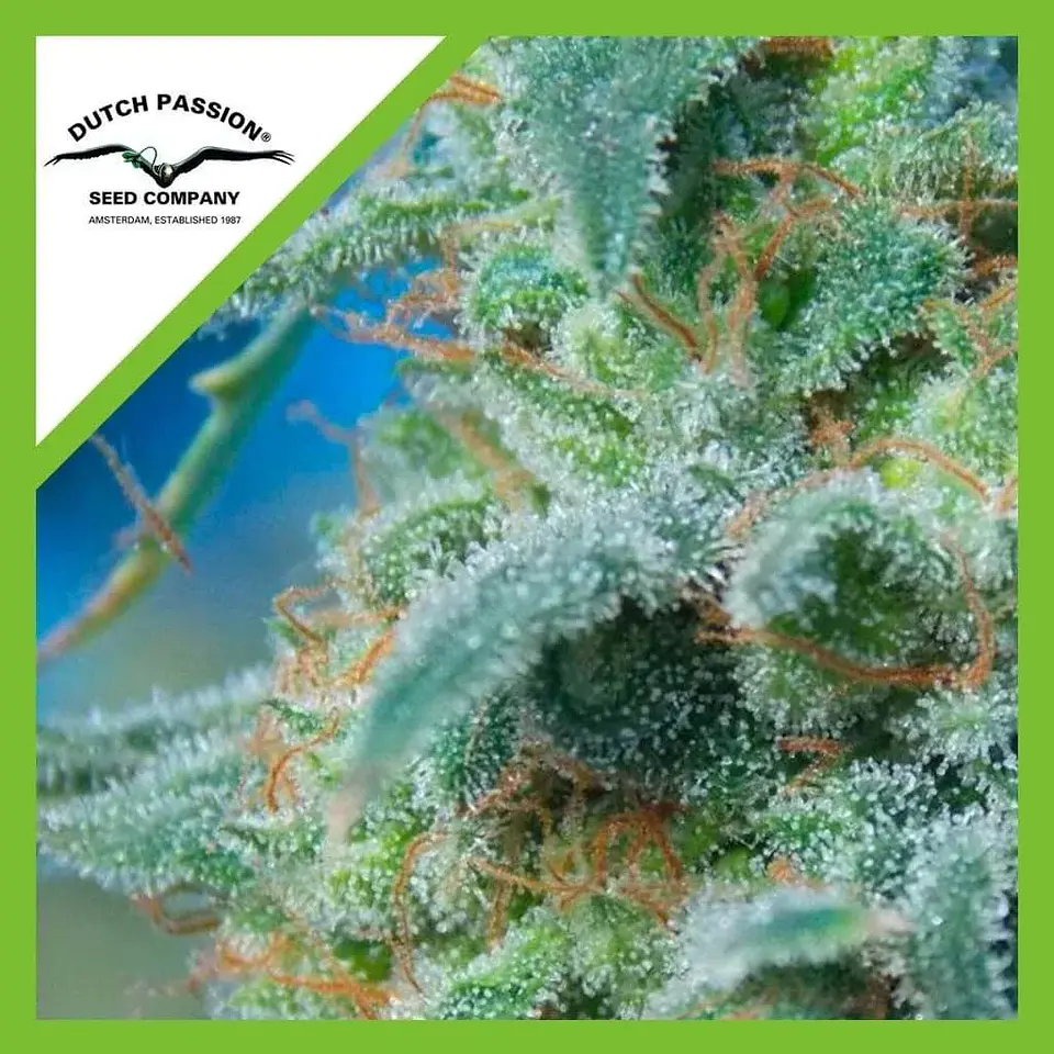White Widow Auto -Dutch Passion X3+1 2
