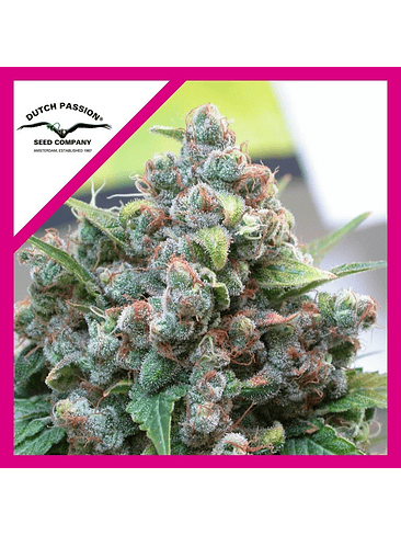 WHITE WIDOW FEM X3-DUTCH PASSION 1