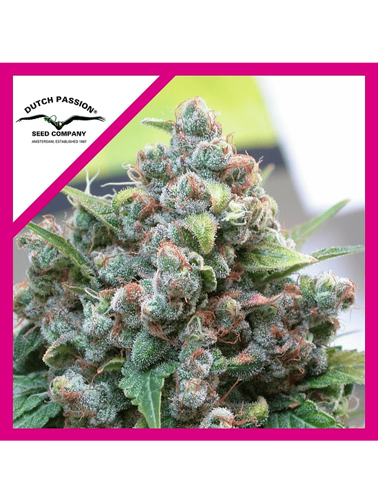 WHITE WIDOW FEM X3-DUTCH PASSION 1