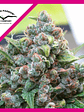 White Widow Fem X3-Dutch Passion - Miniatura 1