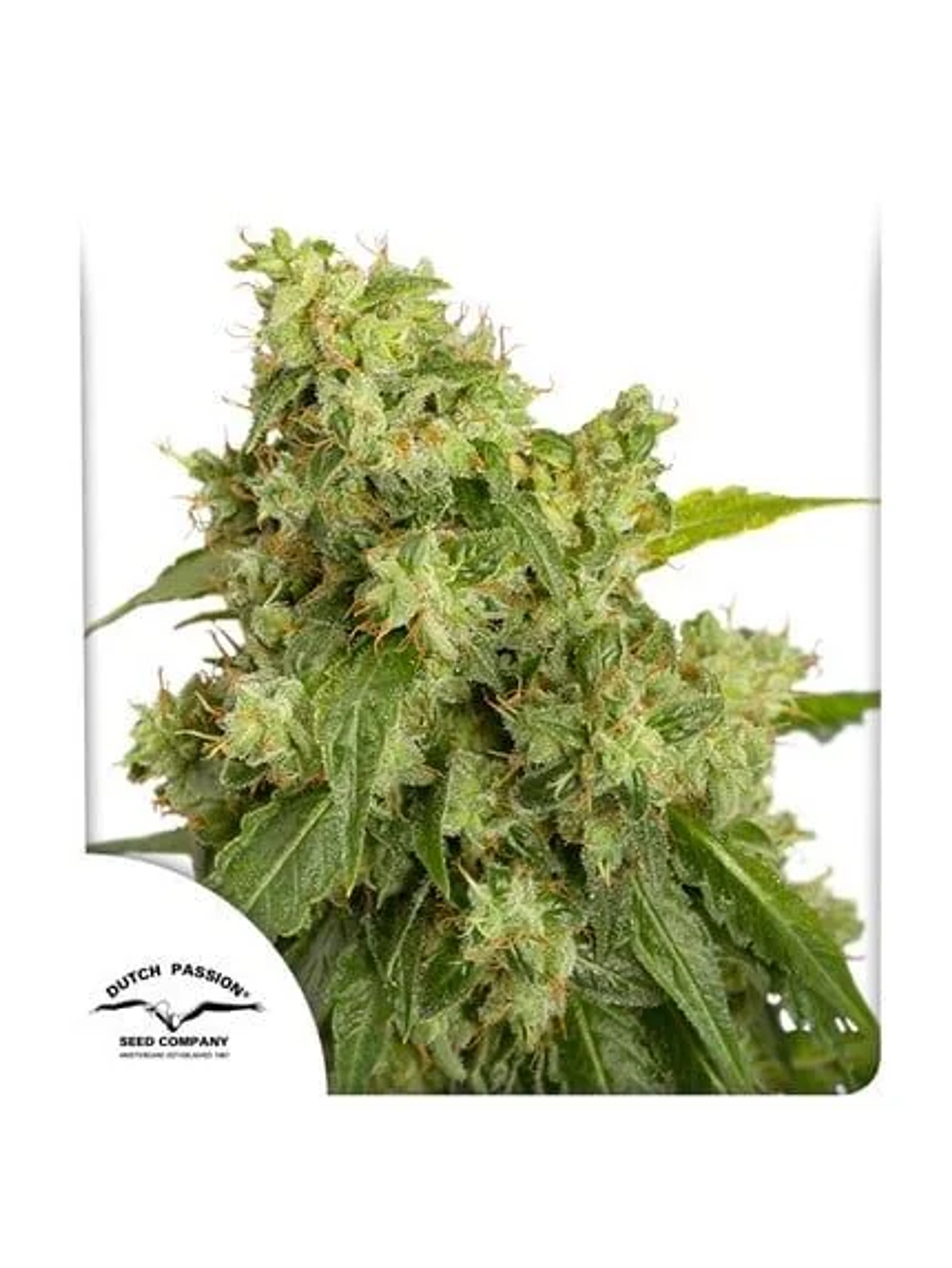 Xtreme Auto X3-Dutch Passion 2