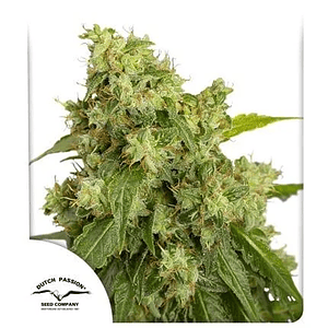 Xtreme  Auto X3-Dutch Passion
