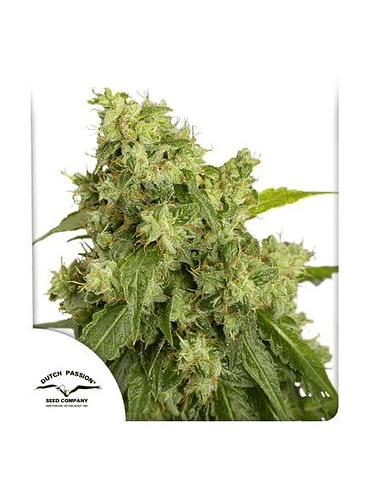 XTREME  AUTO X3-DUTCH PASSION 2