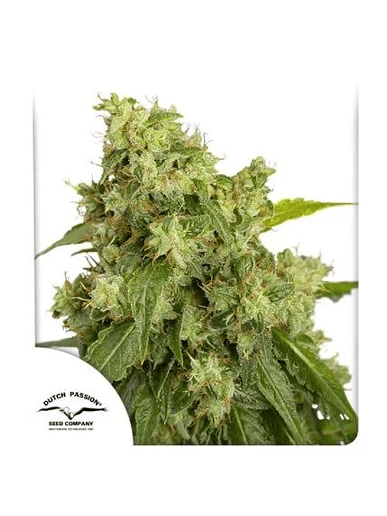 XTREME  AUTO X3-DUTCH PASSION 2