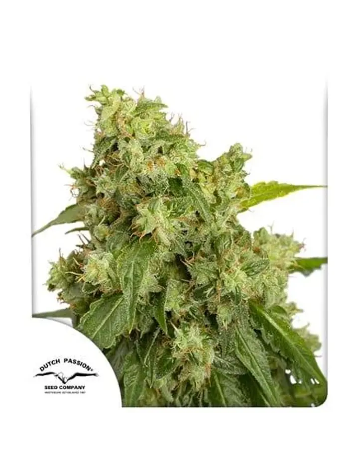 Xtreme Auto X3-Dutch Passion 2